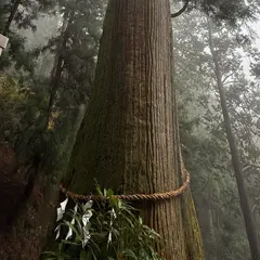 玉置神社の大杉