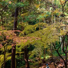 法多山 紅葉