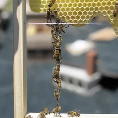 浦添養蜂園