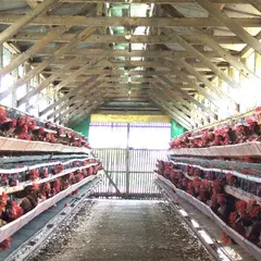 中新井養鶏場