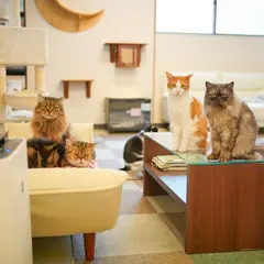 猫カフェ cat cafe Nyanny 神戸店