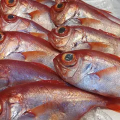 魚晴