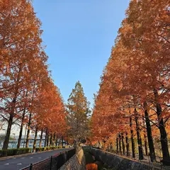 維新百年記念公園 メタセコイア並木