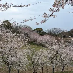 瀬戸内海国立公園後山