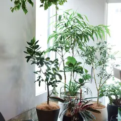 SANYO PLANTS ｜植物とコーヒー