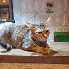 Tender Spa