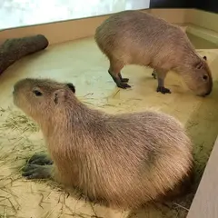 らぶりー・あにもあ