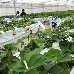 めざみの里観光いちご園