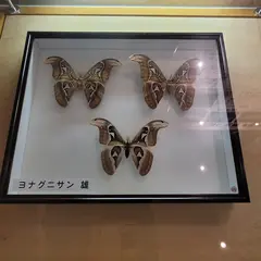 アヤミハビル館