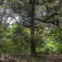 エコパの丘