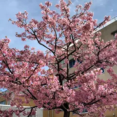 かわなかじま保育園