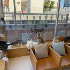 Cat Café MOFF CUTE CUBE 原宿店