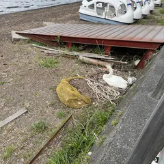 河口湖親水公園
