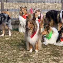 ドッグパーク幸手