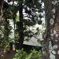 松江テニスコート