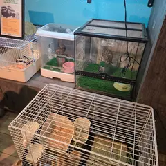 Rare ZOO