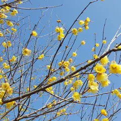 蝋梅の里