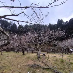 諏訪梅林