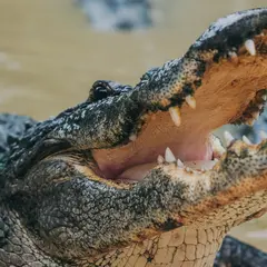 Wild Florida Airboats & Gator Park