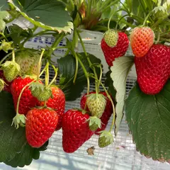 farmいちごろ