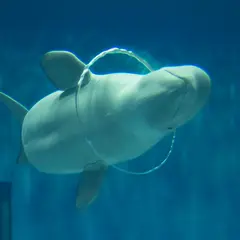 島根県立 しまね海洋館