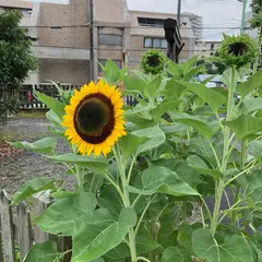 オタビ池公園