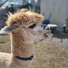 ペットパーク とよひら