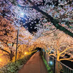 音蔵の桜