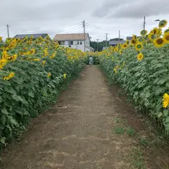 ひまわりの広場