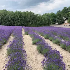 トラディショナルラベンダー畑