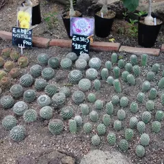 シャボテン温室