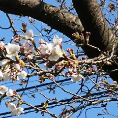 大曽公園