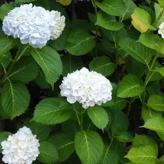 長興寺南公園