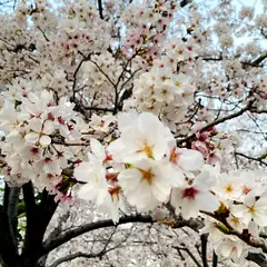 豊中市下原公園