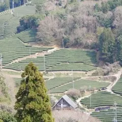 撰原の茶畑
