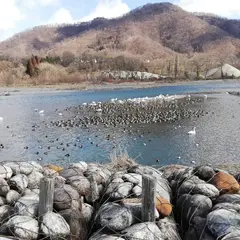 犀川白鳥湖