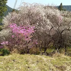 くぬぎの七曲