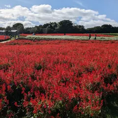 淡路花さじき