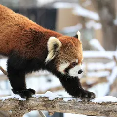 丸山動物園