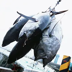 ㈱尾寅