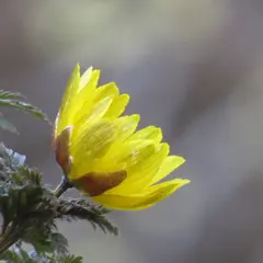 四阿屋山福寿草園地