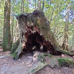 シカの宿