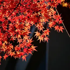 上新田1丁目公園