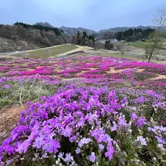 梁川芝桜公園