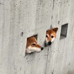 島原三柴犬