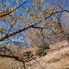 桜山公園ロウバイ園