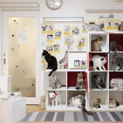 猫の「ひなたぼっこ」