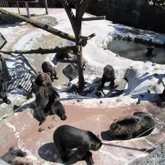 のぼりべつクマ牧場
