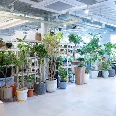 GREEN BASE asoda