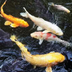 高円寺